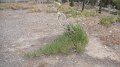 DSC05333
