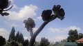 DSC05489