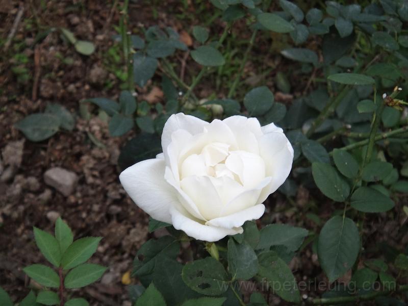 DSC06855.JPG