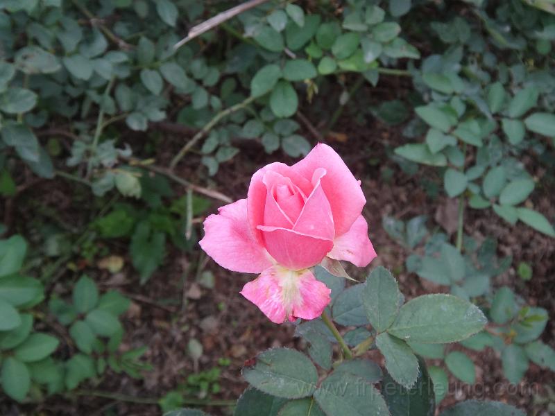 DSC06856.JPG
