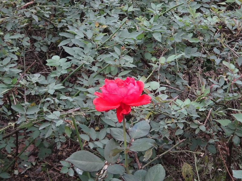 DSC06857.JPG