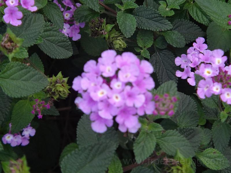DSC06861.JPG